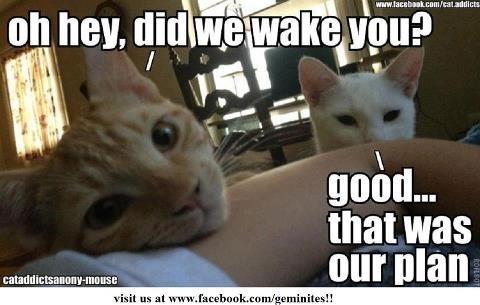 EdFagan2's tweet image. Good morning twitter land. How r you on this beautiful Friday morning. Hell even the chickens are sleeping. #FF #2all