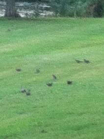 peteponds's tweet photo. Anybody Dove hunting tomorrow   9 in one shot http://t.co/bbYGO2as