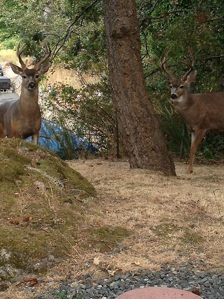 handinfire's tweet photo. Beautiful BC. Always in your back yard. http://t.co/vyoQ9HuW