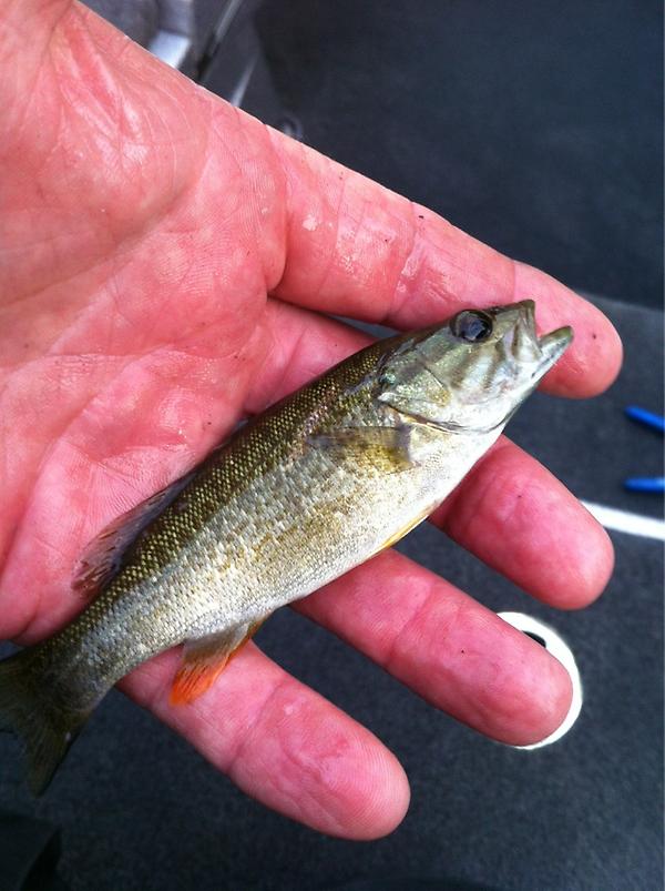 peteponds's tweet photo. My Oneida lunker #bigfish http://t.co/1zLcCpDr