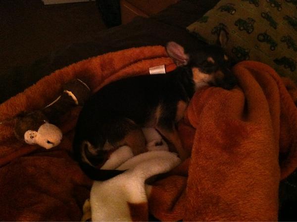 JVantz's tweet photo. Somebody is tired from daycare today! 😊🐶💤 http://t.co/EMkeTxc4