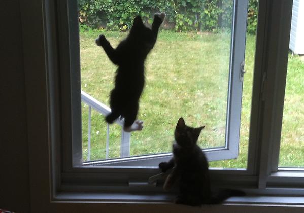 ObGazette's tweet photo. Cool cats #2012 as a test http://t.co/4LZec6ky