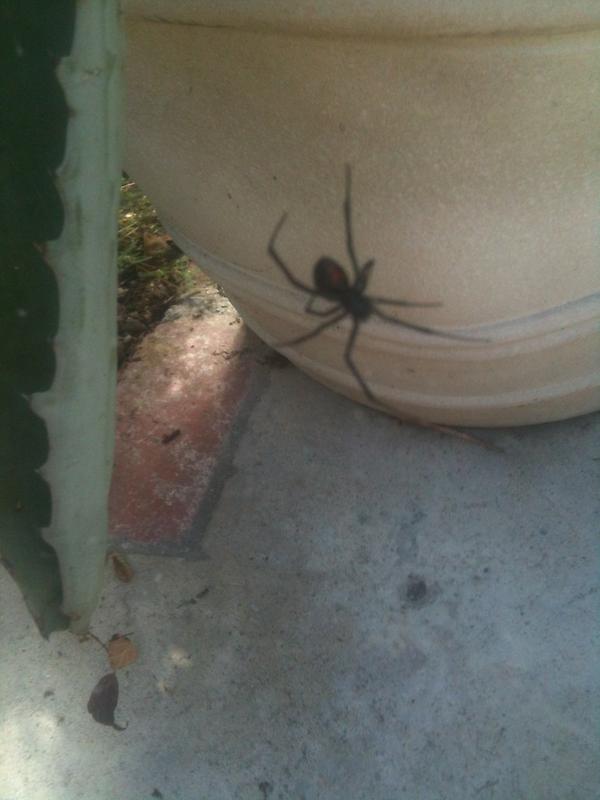 DeckerBoards's tweet photo. What a wonderful sight to see in your back yard. http://t.co/OfbWePOt