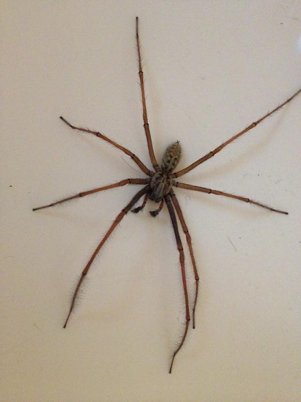 pennysuedyer's tweet image. Now that's one huge spider! Nearly as big as my hand.. #NotExaggerating