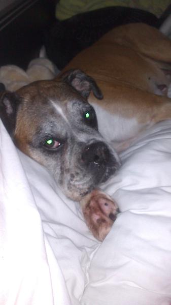 AshleighMotumm's tweet image. @_OllyRiley sorry but I think my dog is the custest #boxerpower