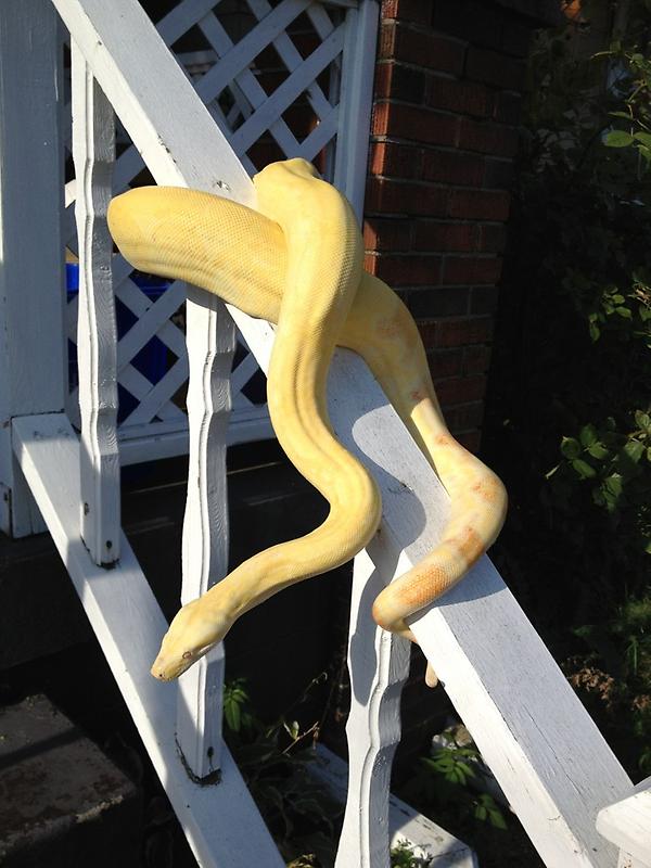 thaharvest's tweet photo. My Albino Male #awesome http://t.co/5fZDH9A8