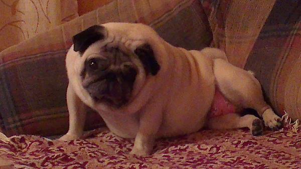 PashaBulbash's tweet image. Вот кто всегда смотрит на мир с улыбкой