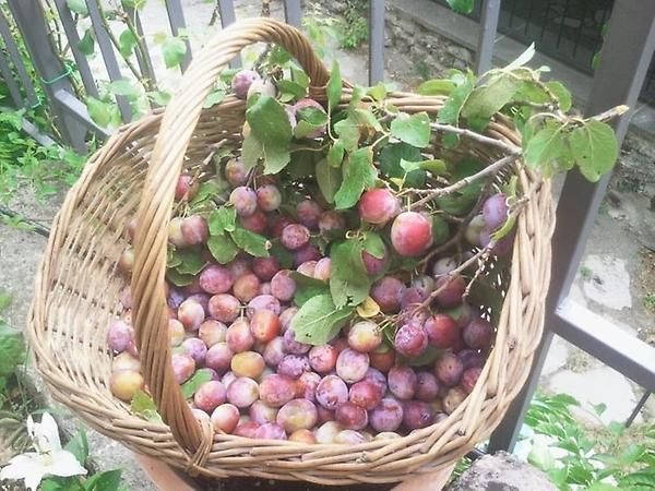 AmiataLePiazze's tweet photo. Oggi.. @AmiataLePiazze prepara una deliziona marmellata di prugne! Chi ne vuole un barattolino? http://t.co/oNj485qs