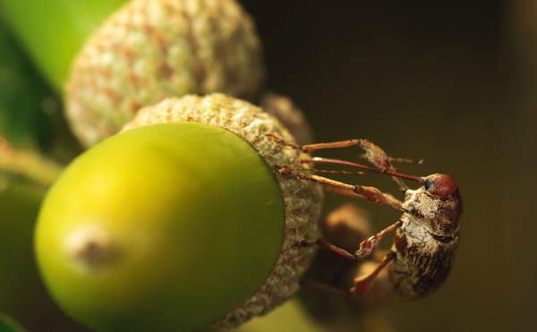 Birçok hayvan sürüsüne besin olarak sağlanan meşe palamudu da ormanlardan tedarik edilir.