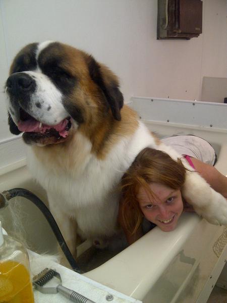 telmann721's tweet photo. This is one of my wife's clients dogs with my daughter. I know you love dogs too thought I would share. He is 204lbs http://t.co/h5kxPkGb