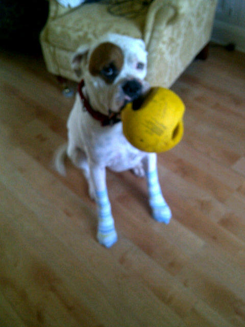 My dog the trend setter #poshsocks