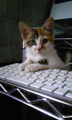 <a href="/itoi_shigesato/">糸井 重里</a> フォロワーさんからアドバイス頂き、よろしければ拡散いただけないかとお願いにあがりました。お願いいたします。神戸市北区北鈴蘭台周辺で食いしん坊で人見知りな三毛猫（１歳）見つけたらリプいただければと思います