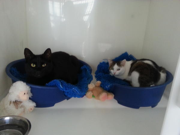 CP St.Helens tweet media