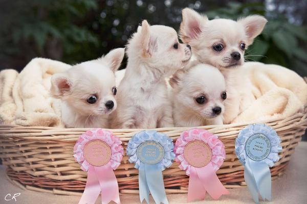 Собака чихуахуа. Карликовый чихуахуа длинношерстный. Чихуахуа побольше. Порода собак чихуахуа. Стая чихуахуа.