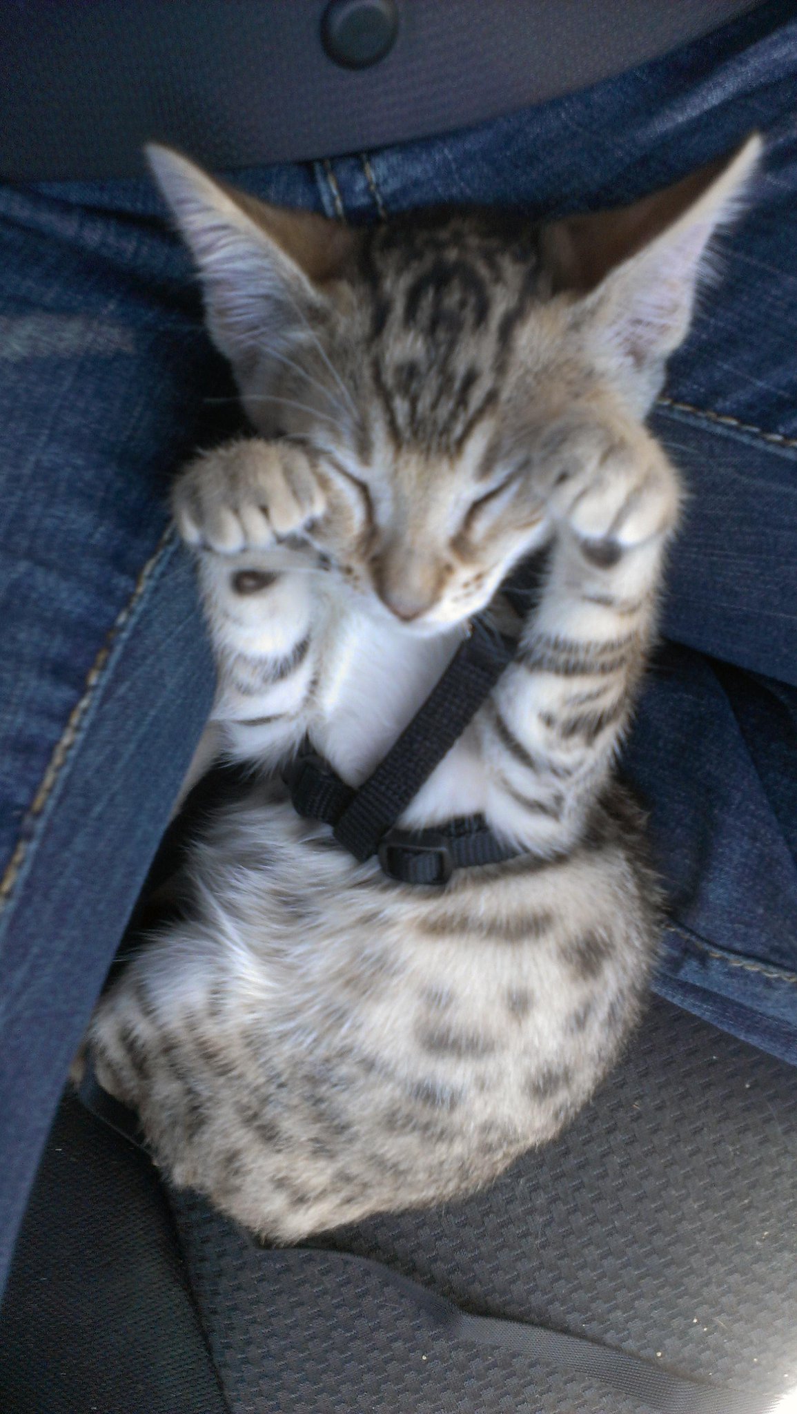 My jets were close but no cigar... Next time we will prevail! Now it's more football and cute kittens... Baby sober http://t.co/ws6eNPhJ