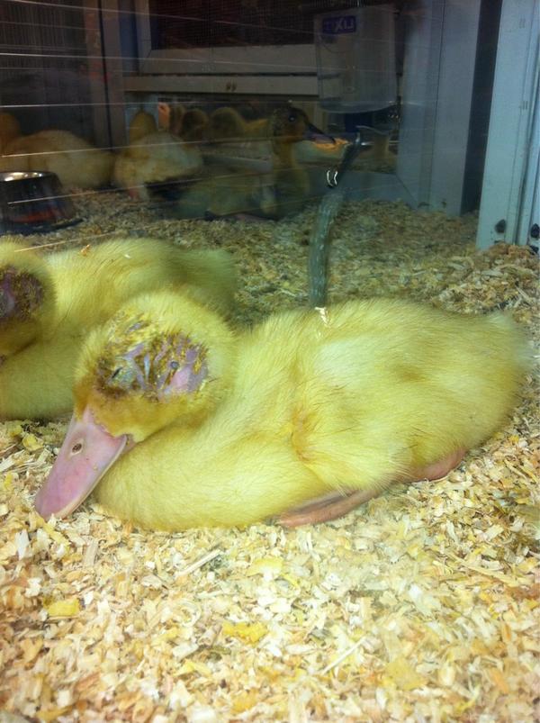 AriDiazz's tweet photo. Horrible q sigamos manteniendo tiendas q tienen tan poco respeto por la vida. @maskotamexico http://t.co/K5CECgg2