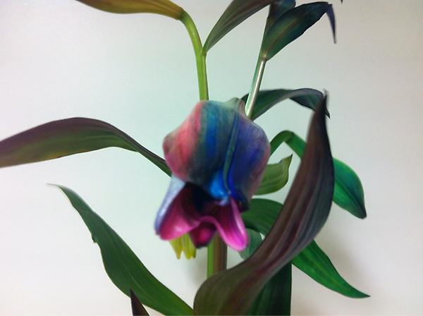 Ohhh, what will this look like when its open? Order them and you will find out!