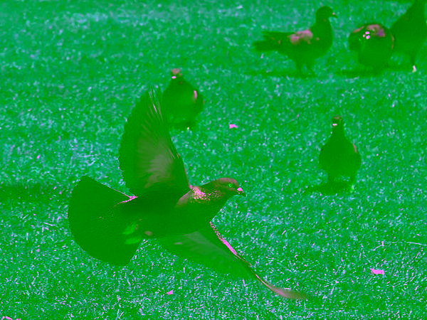hastiinashkii's tweet photo. #Navajo #WordOfTheWeek
Hasbídí (haas-Pih-Dih) = Pigeon http://t.co/n8nA6Jlb