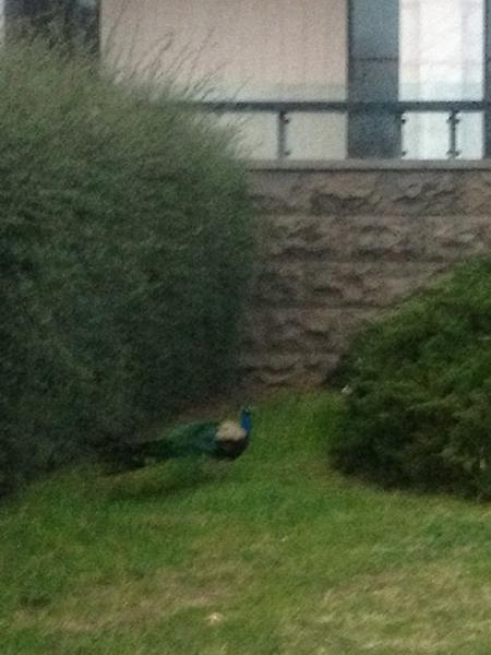 rubidiumstud's tweet photo. There are peacocks at @nlagovau! http://t.co/xZEzQTCI