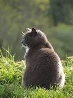 bertie_cat's tweet image. ..purr.. #ContentedCat