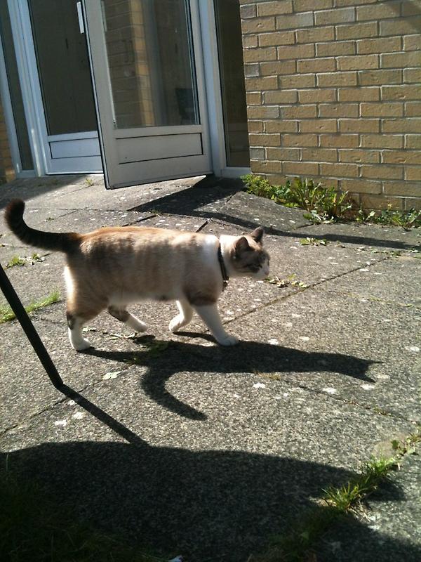 RdgPandP's tweet image. Cats against Adidas putting in a second appearance @peopleandplanet #voltraining