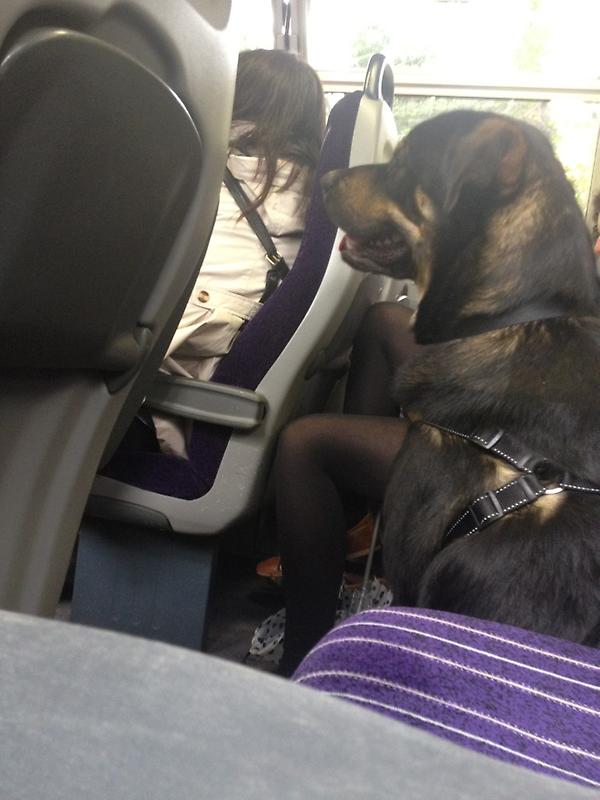 rad_webdesign's tweet photo. Sat next to a rather large dog called Bruce on the train yesterday, not something you see every day! http://t.co/9VOBMg10