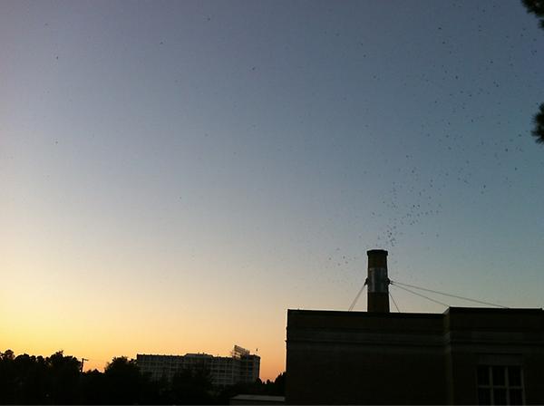 amberharrisPDX's tweet image. Ever seen the #SwiftWatch in PDX? Awe-inspiring. Thrilling when the Hawks attack!