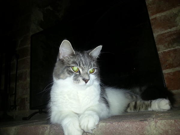 WolfitPetShop's tweet photo. Sassy gets all her food and toys from @wolfitsthepetshop She is the proud owner of Nick, manager of our Tonbridge store http://t.co/kqjZLqCs