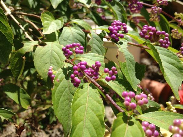 埋め込み画像への固定リンク