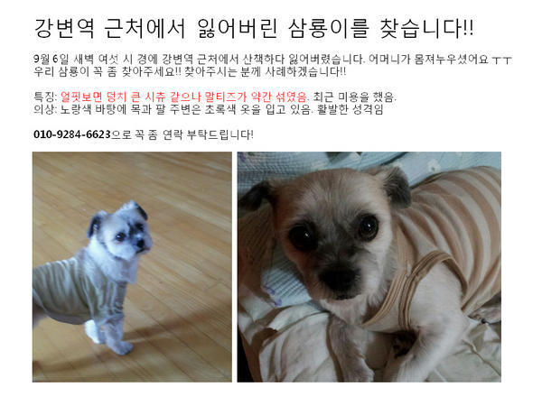 boraby's tweet photo. ★우리 삼룡이를 찾습니다★ 강변 쪽 있는 분들 도와주세요!  얼핏보면 덩치 큰 시츄인데 말티즈 혼혈이구 노랑색 옷을 입었어요! 강변역근처서 보신 분들 연락부탁드려요! http://t.co/48ZKvEHs
