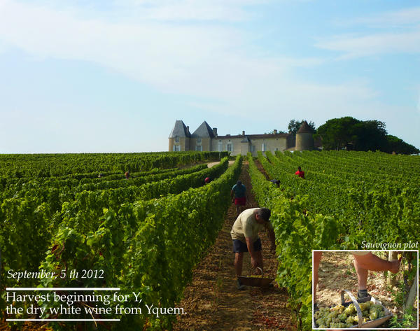 Les vendanges de Y - notre vin blanc sec - ont débuté hier sur certaines parcelles de Sauvignon