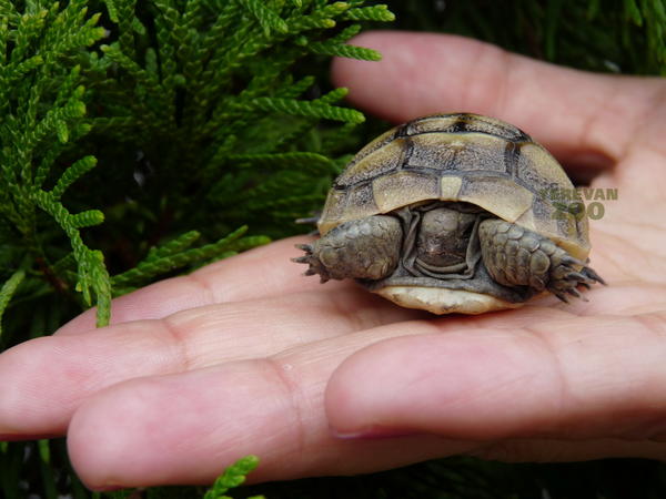 We've got a little turtle born in our open exposure.