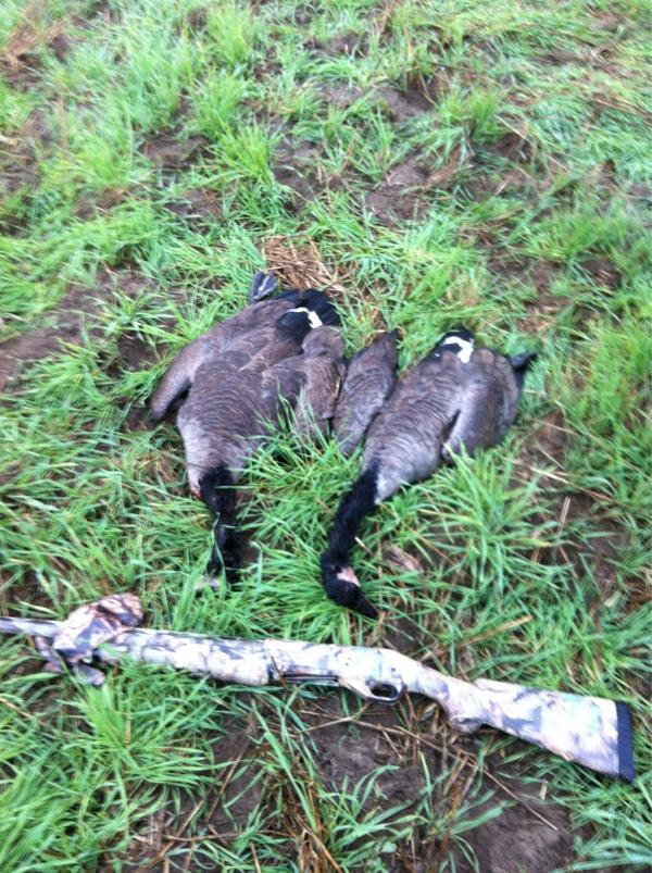 JetTech33's tweet image. Goose season off to a good start. Too Damn hot though. #prohunting #goosehunting #Benelli