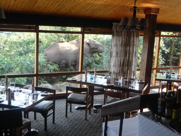 Elephants come to check on the days menu, before our guests arrives for dinner
