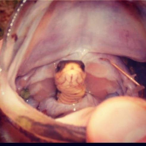 peteponds's tweet photo. Fishermen beware! Sneaky Snake http://t.co/4Pdm46wg