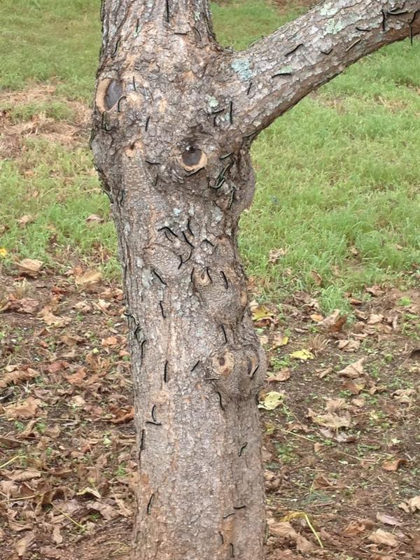 coryamick9's tweet image. #Miltonproblems