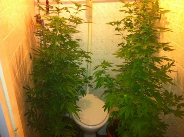 sharford17's tweet photo. #marijuana doesn't make toilets but if it did they'd be the best toilets in the world ! http://t.co/bsHGwfj1