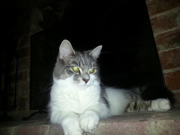 WolfitPetShop's tweet photo. Sassy gets all her food and toys from Wolfit's. She is the proud owner of Nick, manager of our Tonbridge store! http://t.co/HaoWNC1y