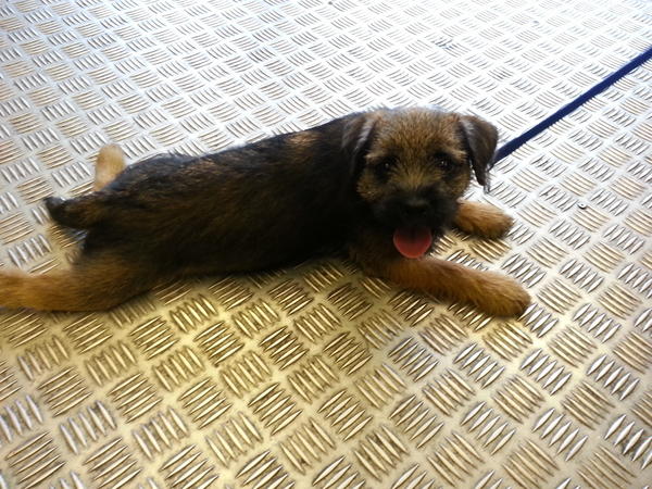WolfitPetShop's tweet photo. Meet Elsa, a new arrival who is taking advantage of our dog tag engraving service. http://t.co/8PuQumZl