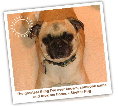 Simple Dog tweet media