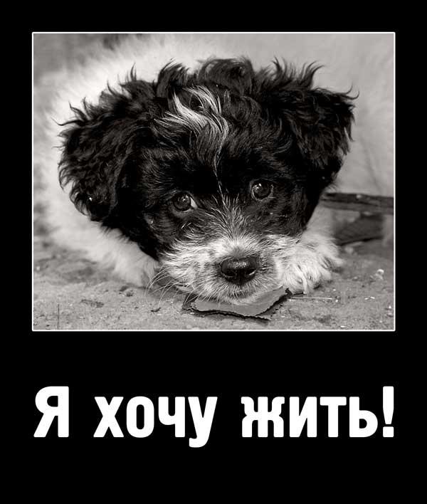 Бездомные животные. Мы тоже живые. В машине взрослые мы тоже хотим жить. Мы тоже живые. Мы тоже живые.