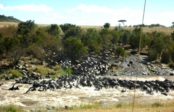 The Migration on our doorstep...