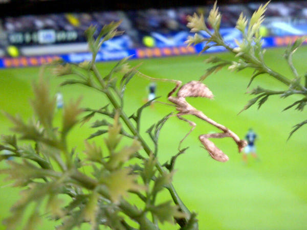 WhoDaMantis's tweet photo. The Mantis watching the football. Crap game, great mantis. http://t.co/yLk7BUx4