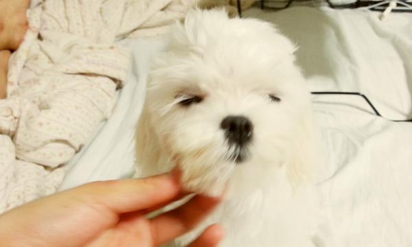Suzy's tweet photo. 세제귀 Damon
엄마가 더 사랑해주께 http://t.co/IDMSsgZE