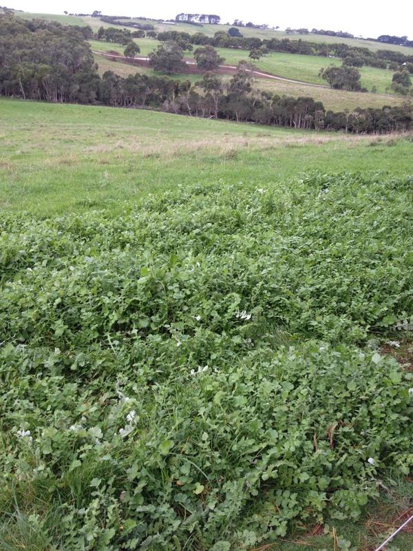 EmbrasseMelb's tweet photo. @otherjbarnes @coventry1 that's my back yard in Park Orchards, i should be alright. Thank you. http://t.co/IROwSMeA