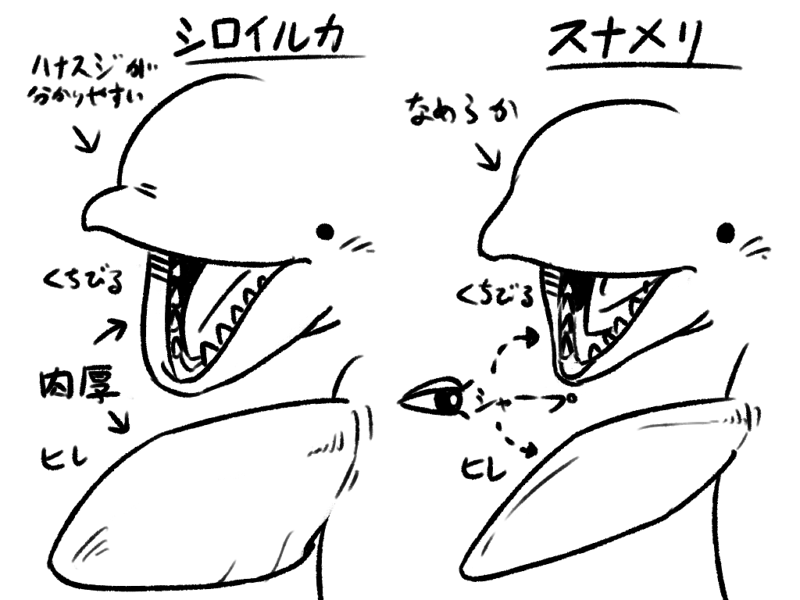 A Chan くぱお シロイルカとスナメリの違いを独断で描いてみたけど間違えてるかも Http T Co 3rcoabhr Twitter