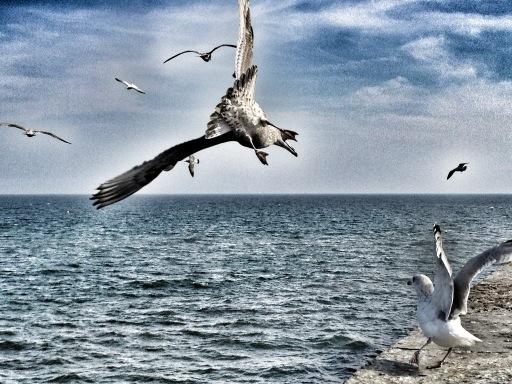 Seagulls at <a href="/Bridlington_UK/">Bridlington UK</a> this afternoon getting a bit vicious I think.