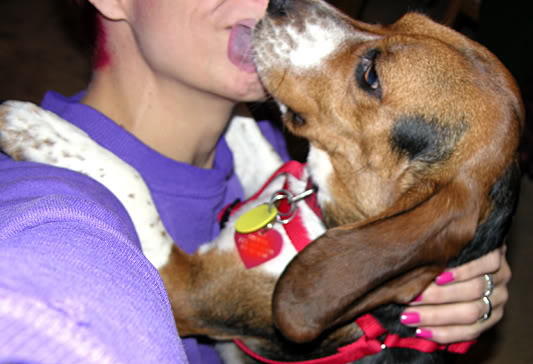 muzikchik's tweet photo. @demetriameow https://t.co/zYWReNwv #BeagleHugs! Sheena gives gr8 hugs. Lemmy see your Schnoodle! (sounds dirty!) #schnoodlehug