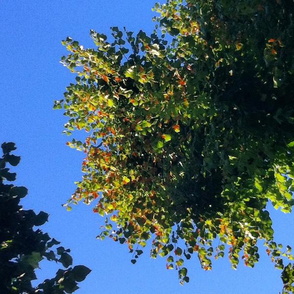 come d'autunno sugli alberi le foglie. #autunno #anticipo