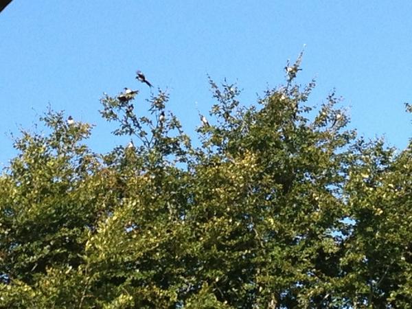 bavest's tweet image. Good morning family of magpies #noisybunch